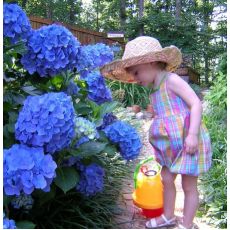 Ortanca Çiçeği Mavi İthal Hydrangea Macrophylla 25-30 Cm Çapında