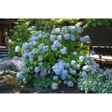 Ortanca Çiçeği Mavi İthal Hydrangea Macrophylla 25-30 Cm Çapında