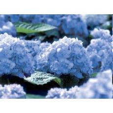 Ortanca Çiçeği Mavi Hydrangea Macrophylla 25-35  Cm