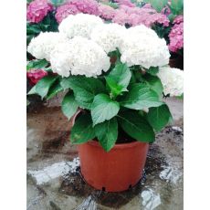 Ortanca Çiçeği Beyaz Çiçekli Hydrangea Macrophylla 30-35 Cm