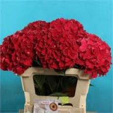 Ortanca Çiçeği Kırmızı İthal Hydrangea Macrophylla 25-30 Cm Çapında