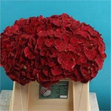 Ortanca Çiçeği Kırmızı İthal Hydrangea Macrophylla 25-30 Cm Çapında