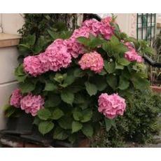 Ortanca Çiçeği Pembe Hydrangea Macrophylla