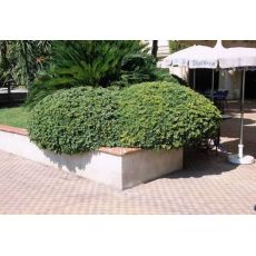 Pitos Forum Pittosporum Tobira 70-90 Cm Çapı