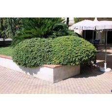 Pitos Forum Pittosporum Tobira 50-60 Cm Çapı