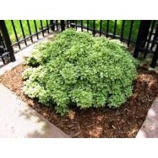 Pitos Forum Pittosporum Tobira 10 Adet Fiyatıdır 3-5 Cm Boyu