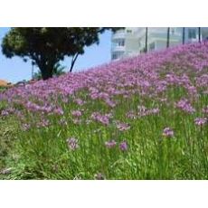 Sosyete sarımsağı Fidanı Tulbaghia violaceae