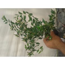 Abelya Güzellik Çalısı Pembe Çiçekli Abelia Grandiflora 20-25 Cm 