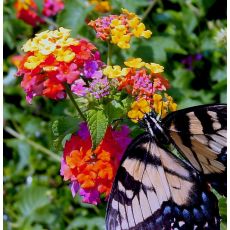 Ağaç Minesi Çiçeği Kırmızı Sarı Çiçekli Lantana Camara