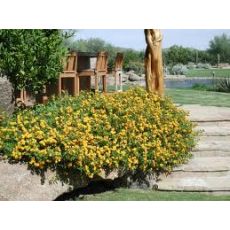 Ağaç Minesi Çiçeği Sarı Çiçekli Lantana Camara 