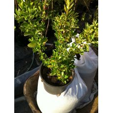 Alacalı Taflan Fidanı Euonymus Japonica Variegata