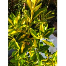 Alacalı Taflan Fidanı Euonymus Japonica Variegata