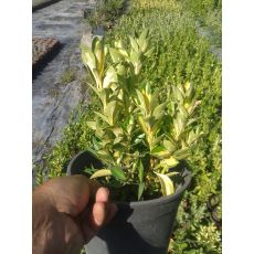 Alacalı Taflan Euonymus Japonica Variegata 20-25 Cm