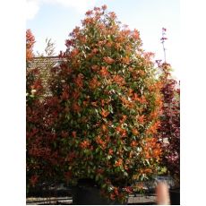 Alev Ağacı Photinia Fraseri Red Robin 130-150 Cm