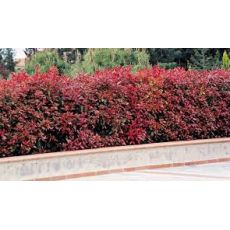 Alev Ağacı Photinia Fraseri Red Robin