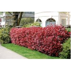 Alev Ağacı Photinia Fraseri Red Robin 175-200 Cm