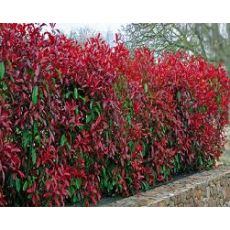 Alev Ağacı Photinia Fraseri Red Robin 50-60 cm