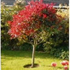 Alev Ağacı Top Şeklinde Photinia Fraseri Red Robin