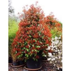 Alev Ağacı Photinia Fraseri Red Robin 50-60 cm