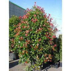 Alev Ağacı Photinia Fraseri Red Robin 30-40 cm