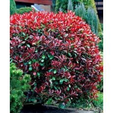 Alev Ağacı Photinia Fraseri Red Robin 30-40 cm