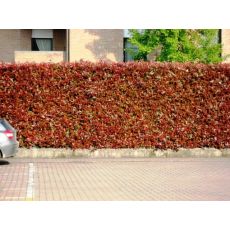 Bodur Alev Ağacı Çalısı Photinia Fraseri Little Red Robin Nana 20-25 Cm Çapı