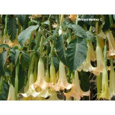 Cennet Borazanı Datura Melek Borazanı Sarı Çiçekli 100-120 Cm