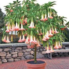Cennet Borazanı Datura Melek Borazanı Pembe Çiçekli