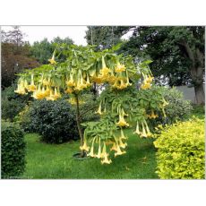 Cennet Borazanı Datura Melek Borazanı Sarı Çiçekli 100-120 Cm