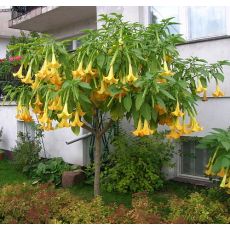 Cennet Borazanı Datura Melek Borazanı 25-30 Cm