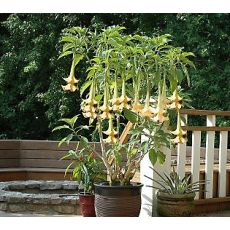 Cennet Borazanı Datura Melek Borazanı 25-30 Cm