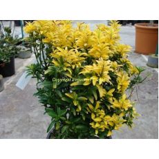 Çıtır Taflan Çıtır Taflan Altuni Euonymus Microphyllus Aureus