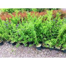Duranda Çiçeği Mavi Çiçekli 60-80 Cm
