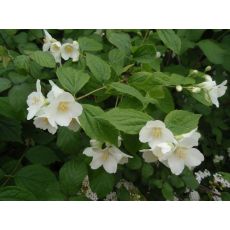 Filbahri Çiçeği Kokulu Philadelphus Coronarius 100-120 Cm