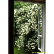 Filbahri Çiçeği Kokulu Philadelphus Coronarius 30-40 Cm