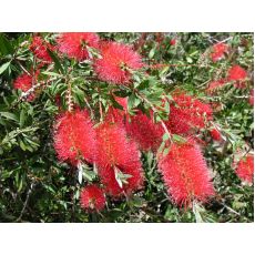 Fırça Çalısı Callistemon Tijli 120-140 Cm