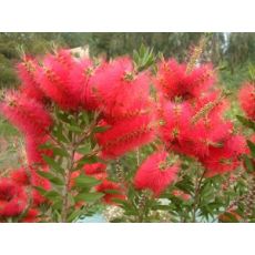 Fırça Çalısı Callistemon Tijli 120-140 Cm