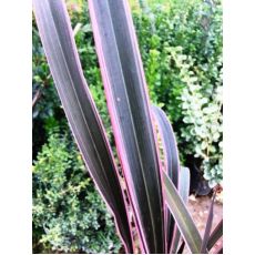 Formiyum Fidanı Alaca Yapraklı Formium Phormium Tenax Attropurpureum 50-70 Cm