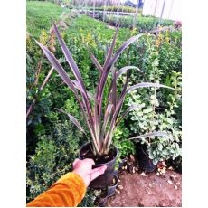 Formiyum Fidanı Alaca Yapraklı Formium Phormium Tenax Attropurpureum 50-70 Cm