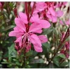 Gavura Çiçeği Gaura Lindheimeri 15-20 Cm