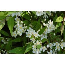 Havlu püskülü Keçi Sakalı Fidanı Deutzia Gracilis 90-110 Cm