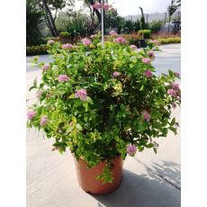 İspirya Spiraea Goldmound 20-30 Cm