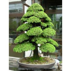 Japon Kadife Çamı Kriptomerya Cryptomeria Japonica 10-15 Cm