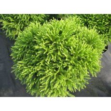 Japon Kadife Çamı Kriptomerya Cryptomeria Japonica 20-25 Cm