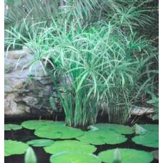japon Şemsiyesi Cyperus Alternifolius 120-140 Cm