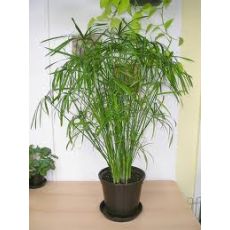 japon Şemsiyesi Cyperus Alternifolius 40-50 Cm