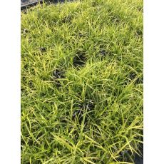 Karex Carex Face 20-25 Cm