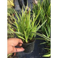 Karex Carex Face 20-25 Cm