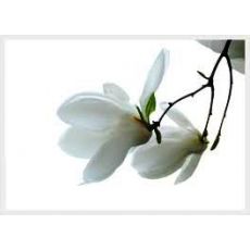 Kufeya Cennet Çiçeği Beyaz Çiçekli Cuphea Hyssopifolia 20-25 Cm