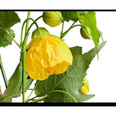 Lamba Çiçeği abutilon Sarı Çiçekli Ağaç Küpesi Fidanı